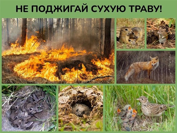 НЕ ПОДЖИГАЙ СУХУЮ ТРАВУ❗️❗️❗️.